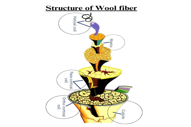 Structure of Wool fiber