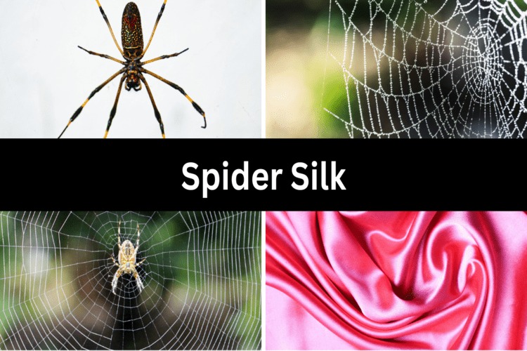 Spider Silk: Properties, Composition and Applications
