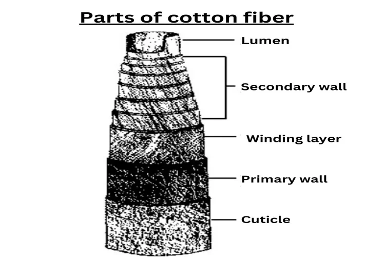 Parts of cotton fiber