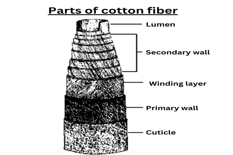 Parts of cotton fiber Parts of cotton fiber
