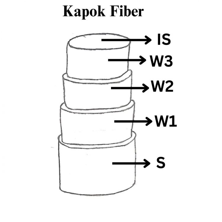 Structure of kapok fiber Structure of kapok fiber